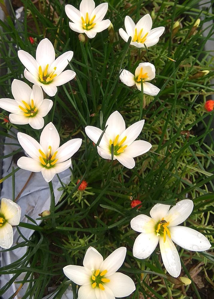 Rain Lily