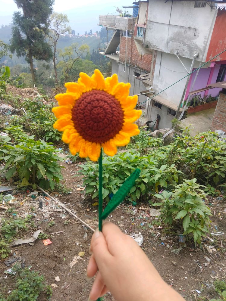 Sunflower