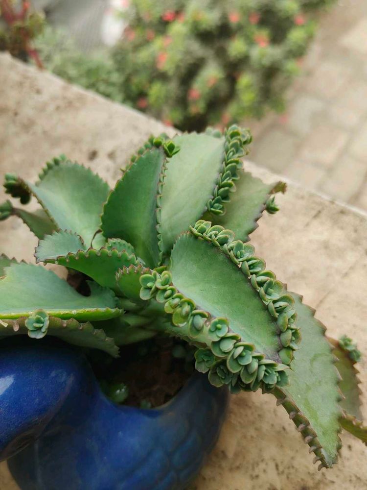 Baby plants &#34;Mother Of million&#34;