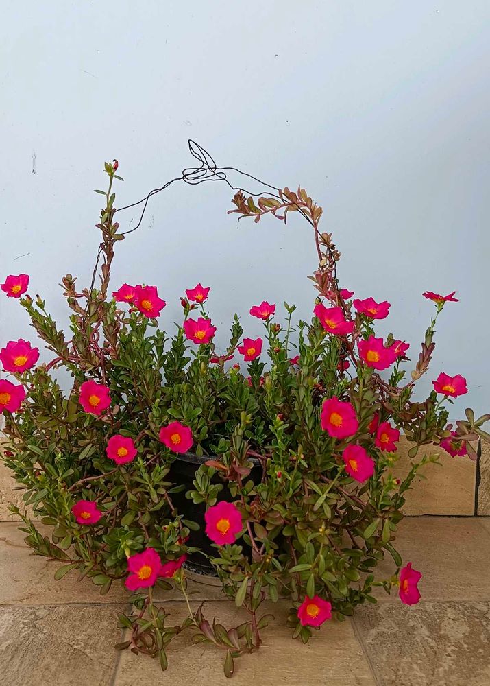 Portulaca Cuttings 5-6