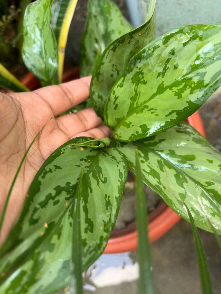 Aglaonema Chinese Evergreen