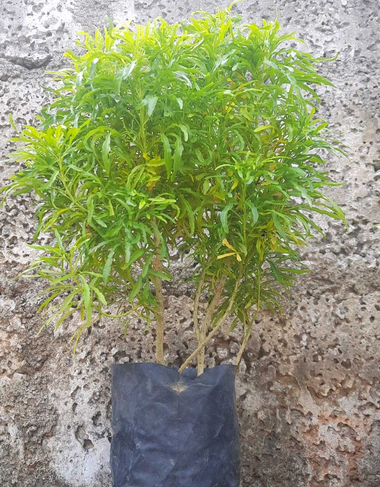 Aralia Green Plant