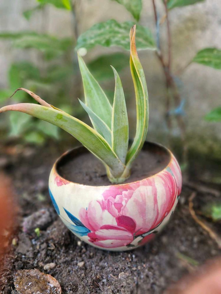 Elegant Floral Succulent in Earthen Pot