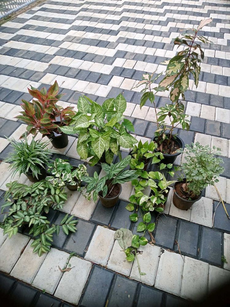 10 Live Root Plants