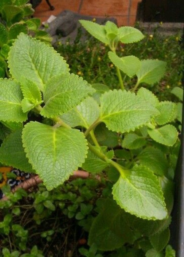 Ajwain Healthy Plant