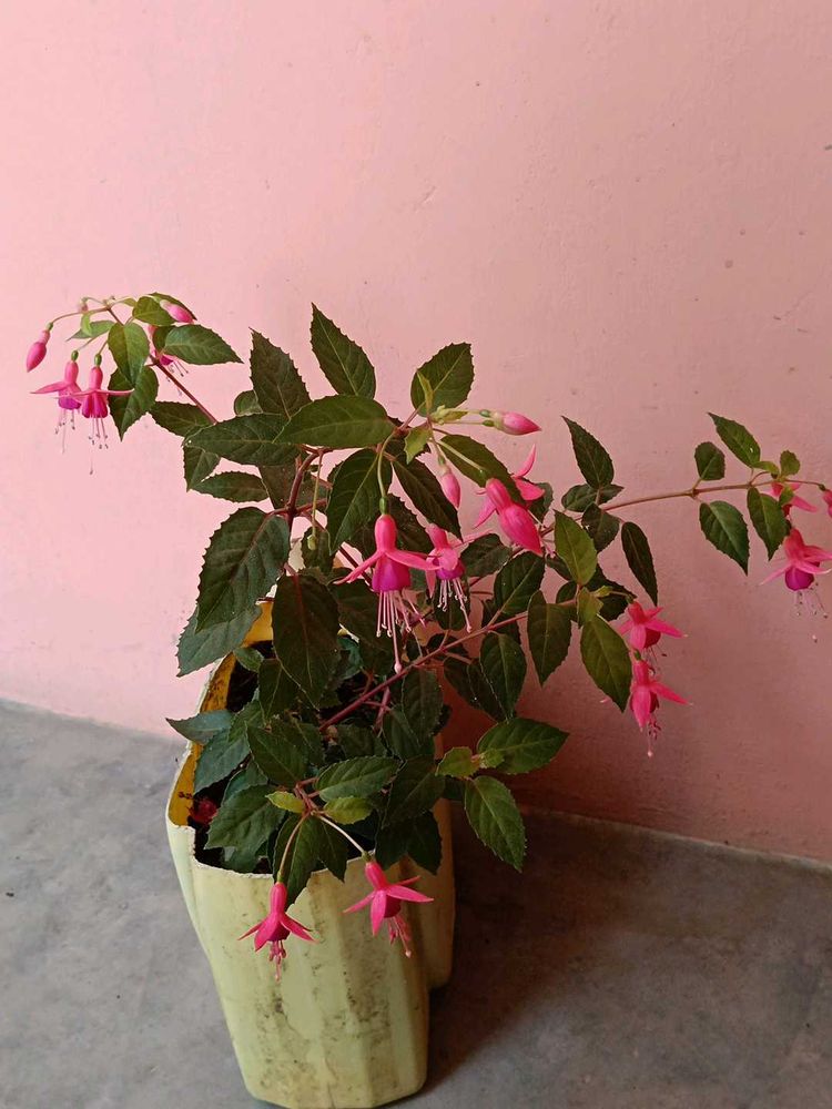 Fushia Live Plant