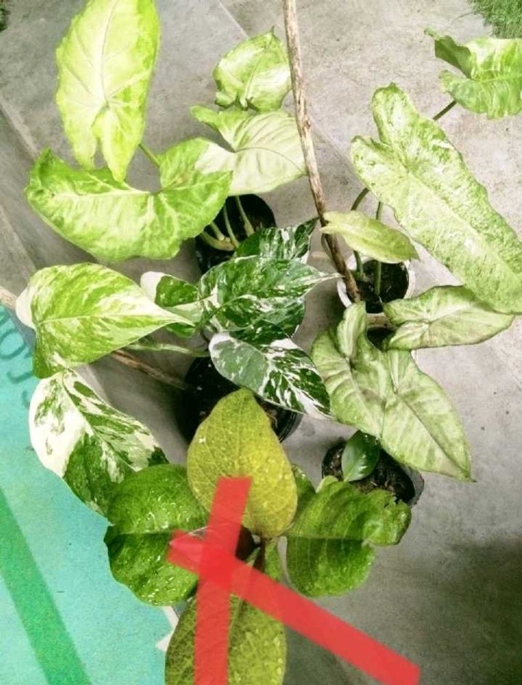 Assorted Expensive  plants offer