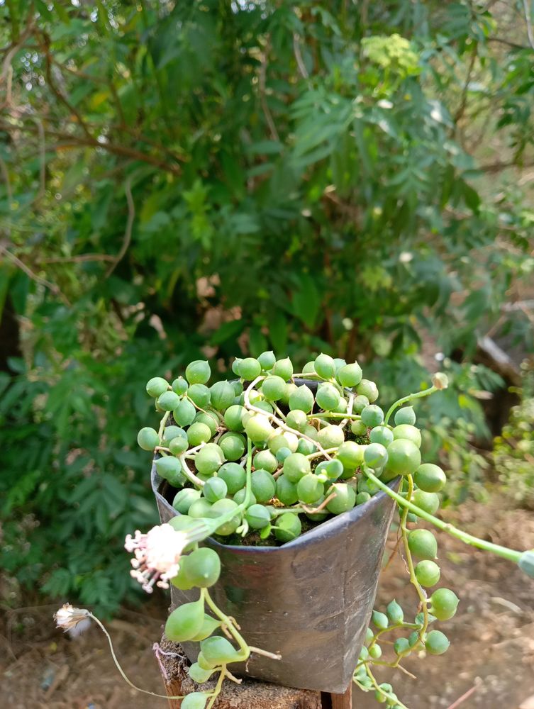 String Of Pearls