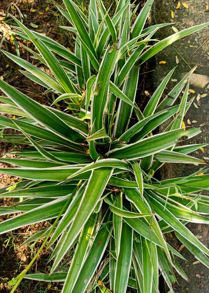 combo of 4 plant