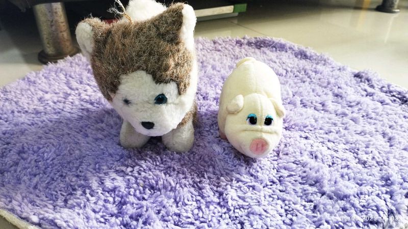 Combo Of Cat And Pound Puppies