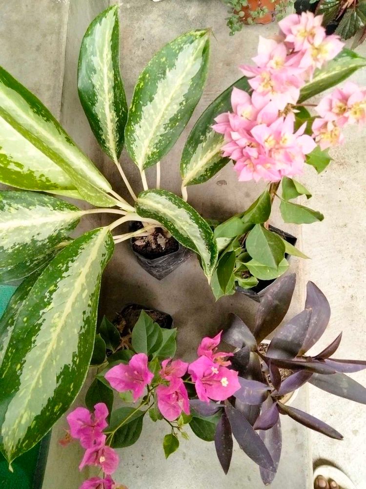 Flowering Bourgainvillea N Plants Combo green