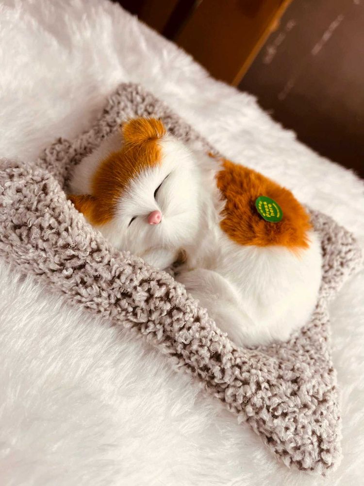 Cute Kitty Toy