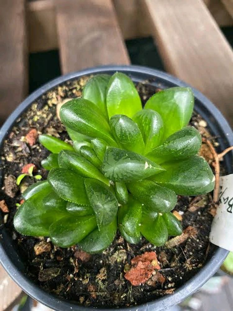 Haworthia Truncata