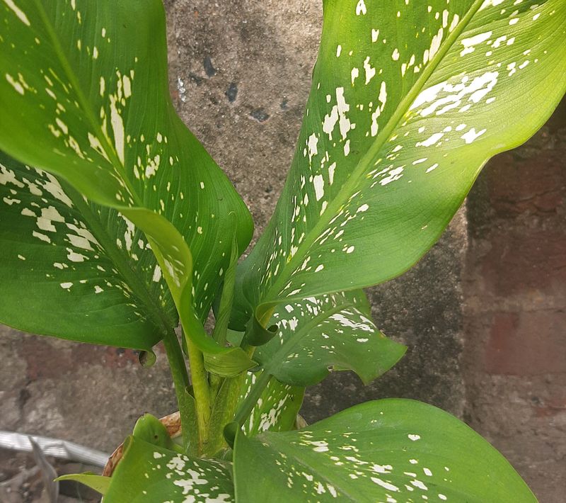 Plant