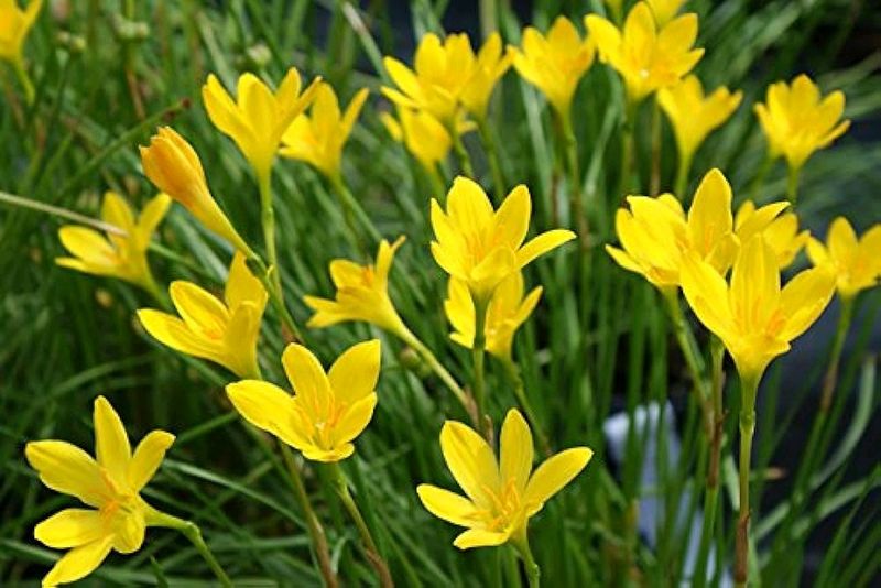 Yellow Rain Lily Seeds 25/-