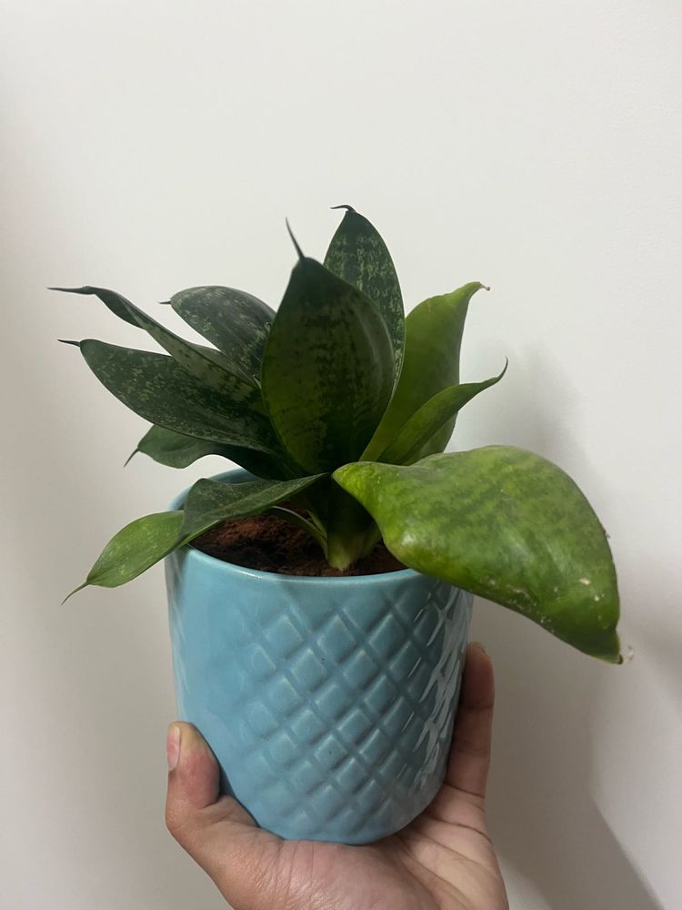 2live Snake Plants In Ceramic Pot