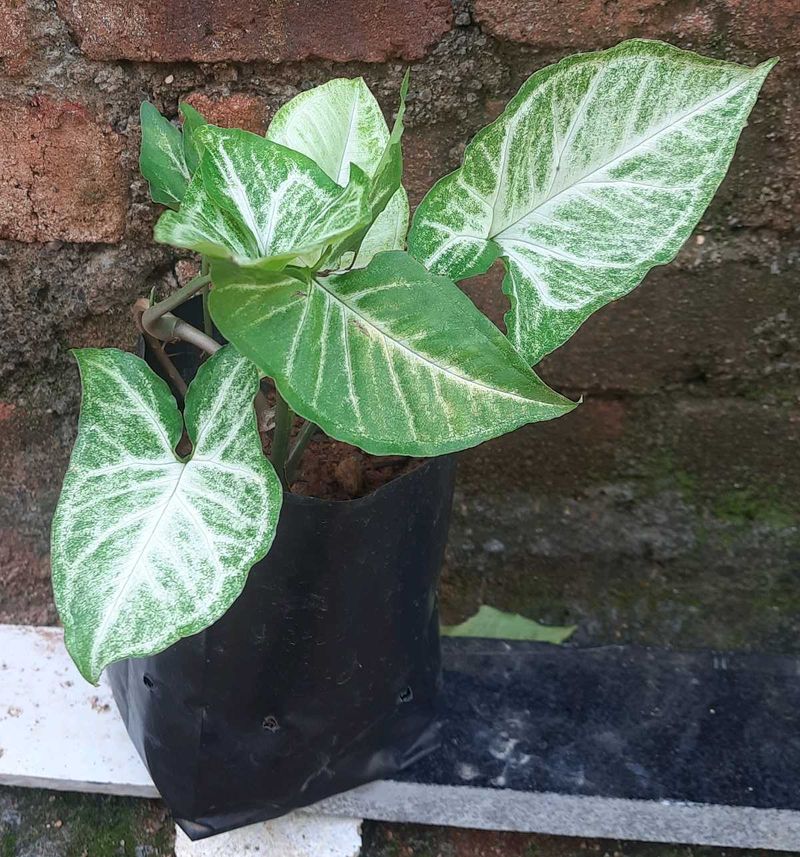 BUY 3 ☘️ 4 ₹120