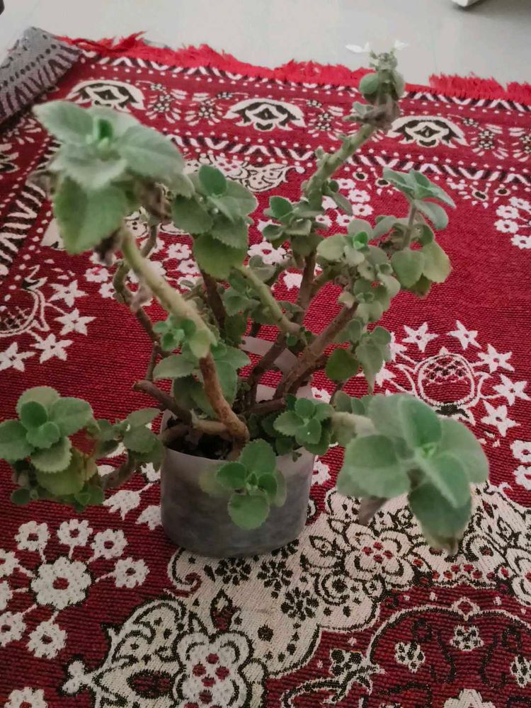Potted Plant