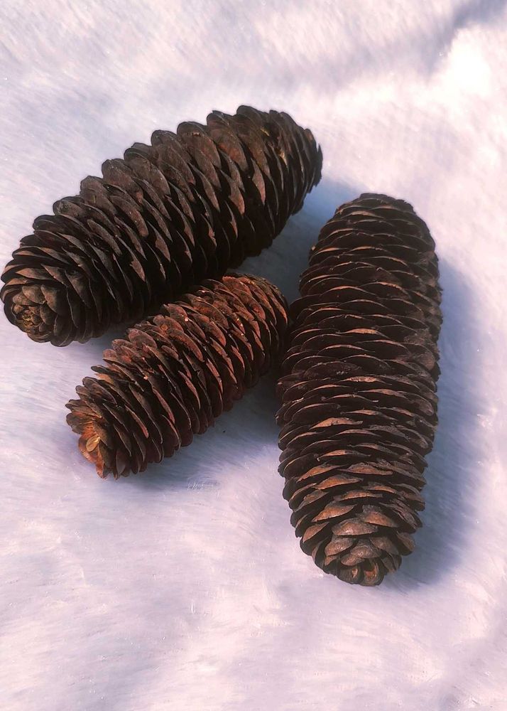 3 Pine Cones