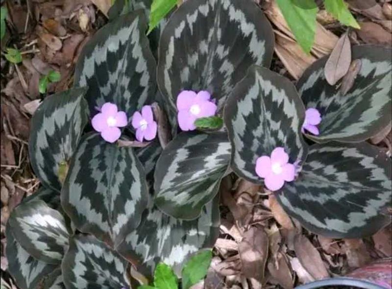 2 Peacock Ginger Bulbs (Kaempferia Rotunda)