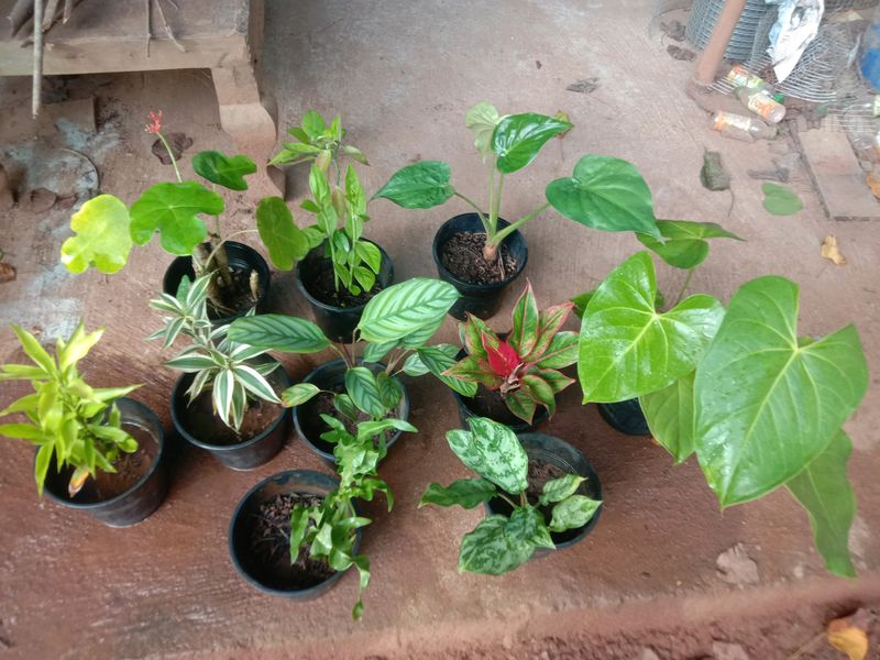 10 Plants
