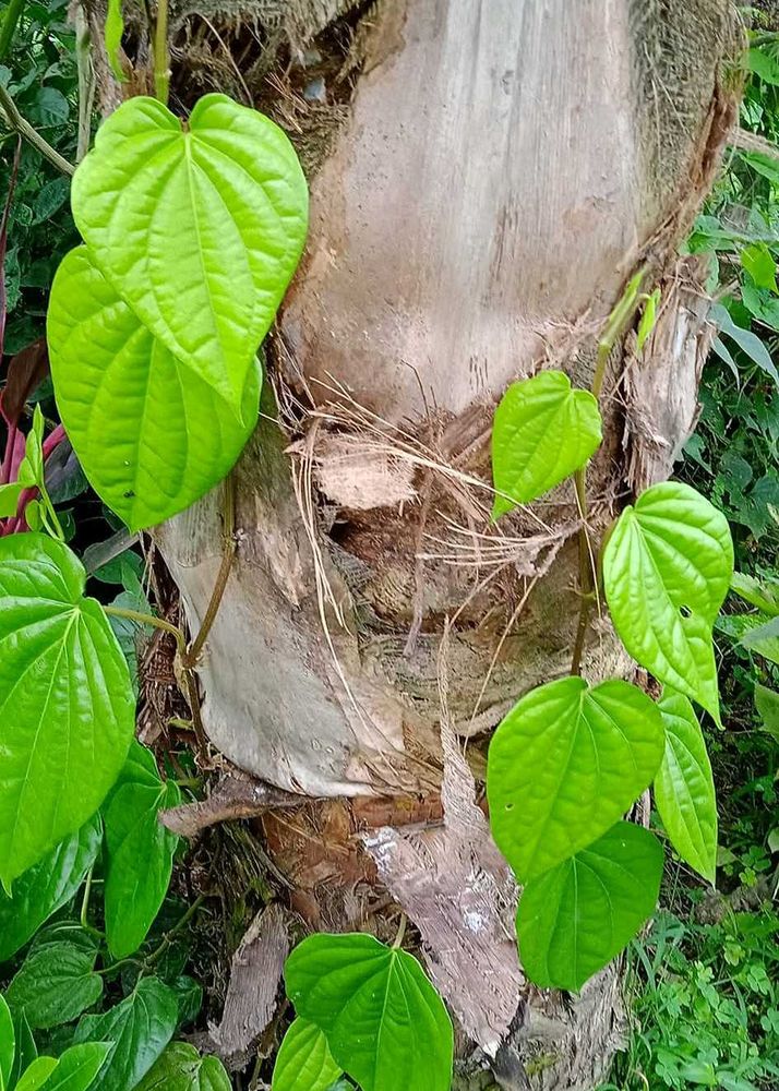 Betel Leaf Plant