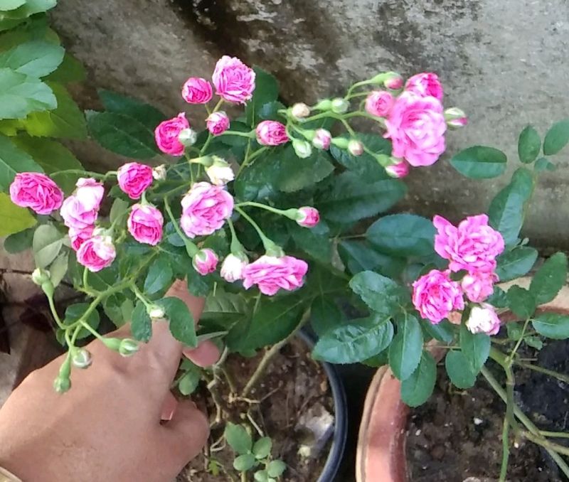 Rose Plant Stem Cuttings