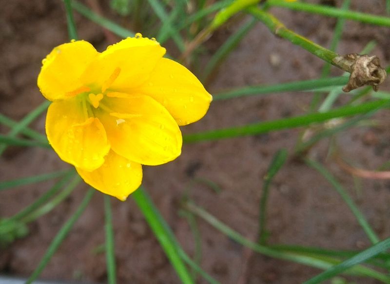 Rain Lily Seeds