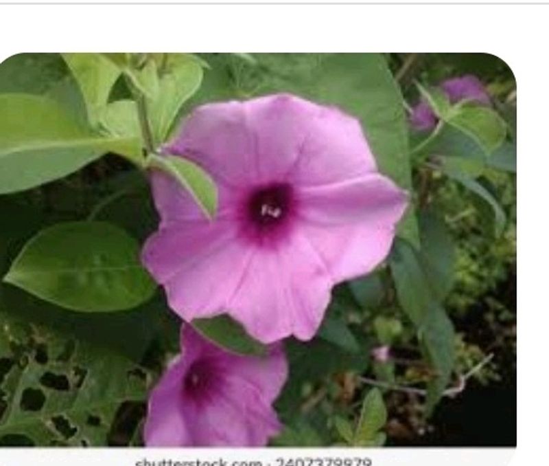 Latar Plant