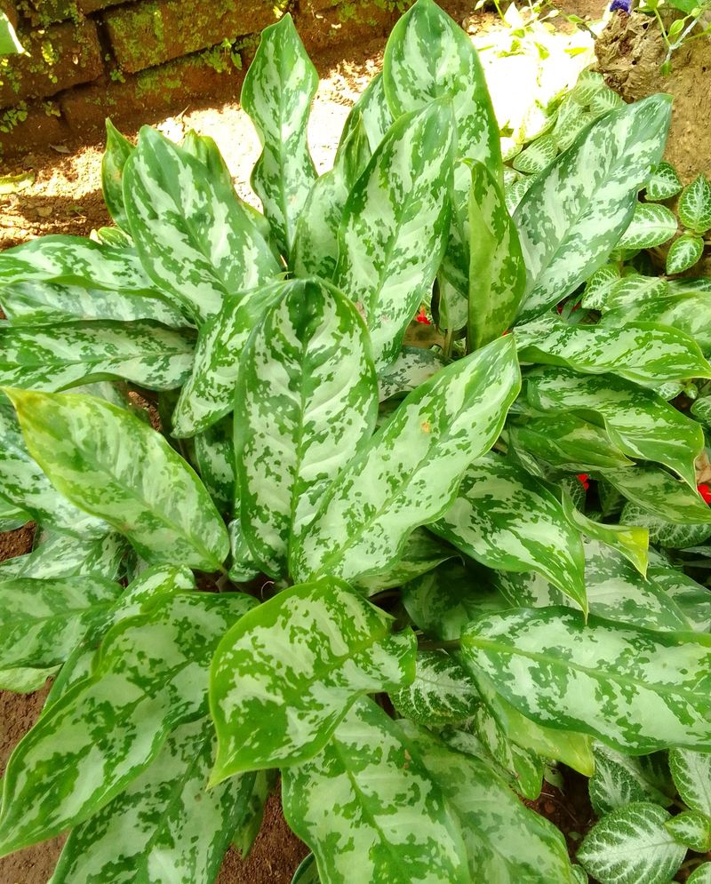 Aglonima
