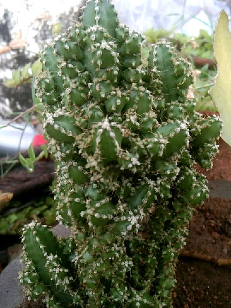 Cactuses Combo 5 in 1