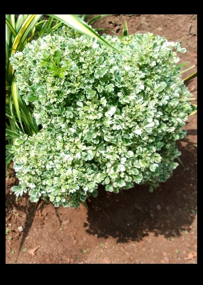 Aralia Variegated