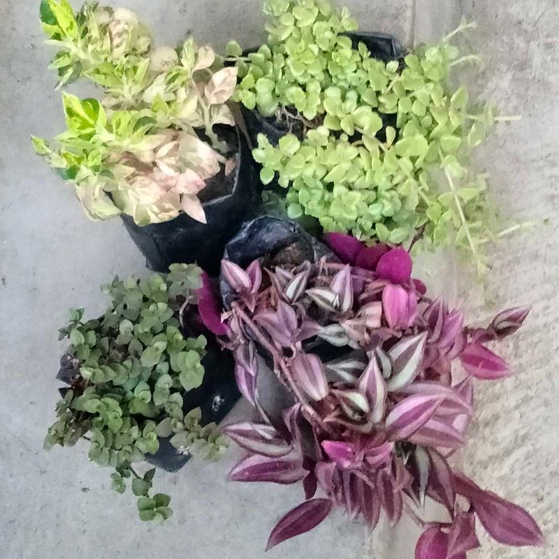 3 Hanging And 1 Sun Loving Plants