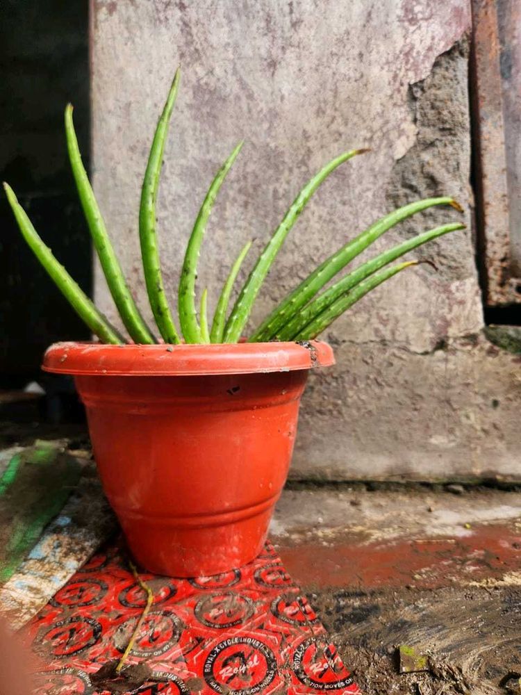 Aloe Vera Plants Original  Large