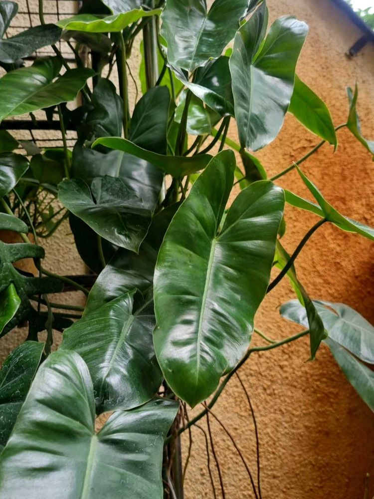 Philodendron