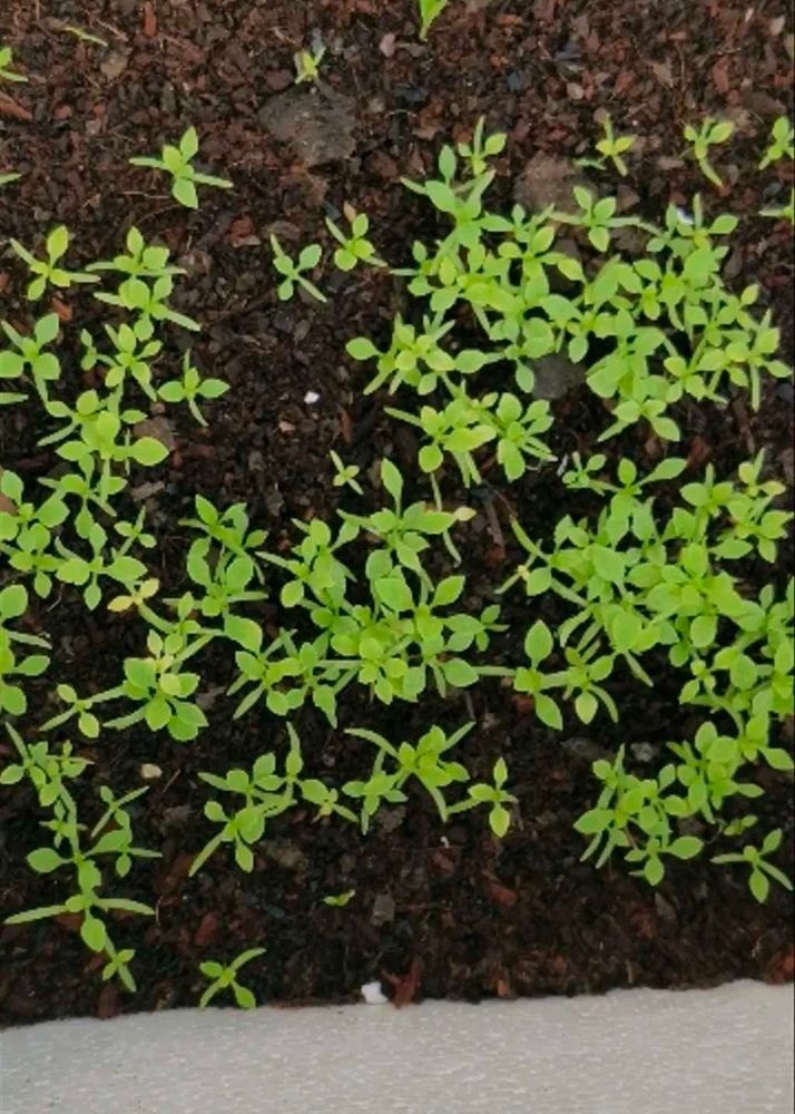 Plant&#39;s Combo