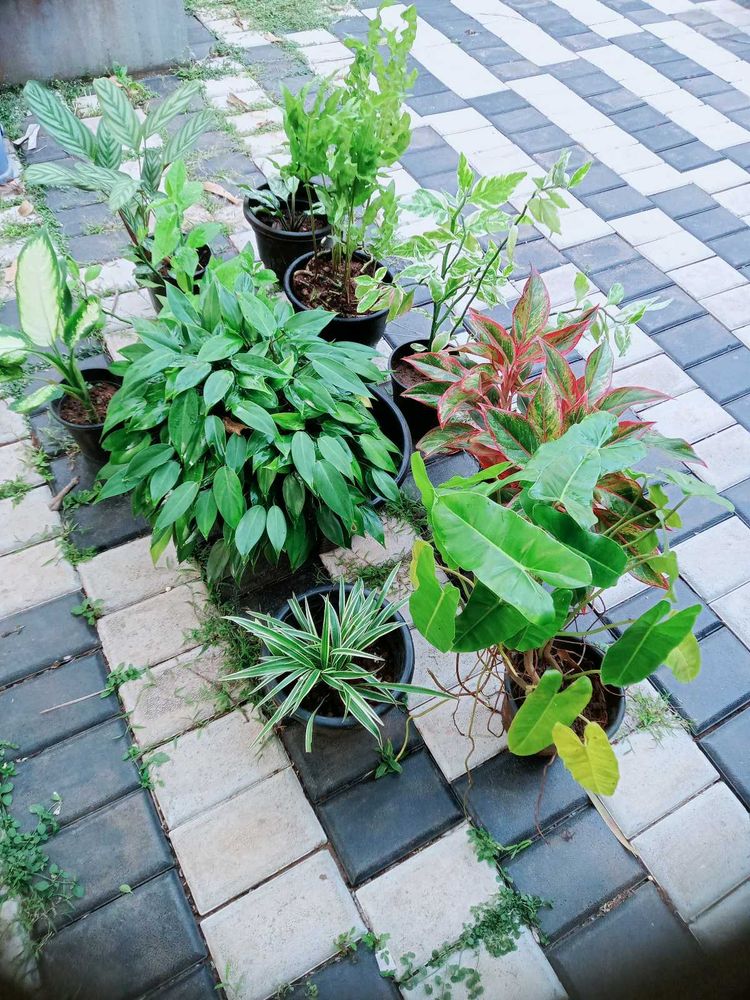 10 Live Root Plants
