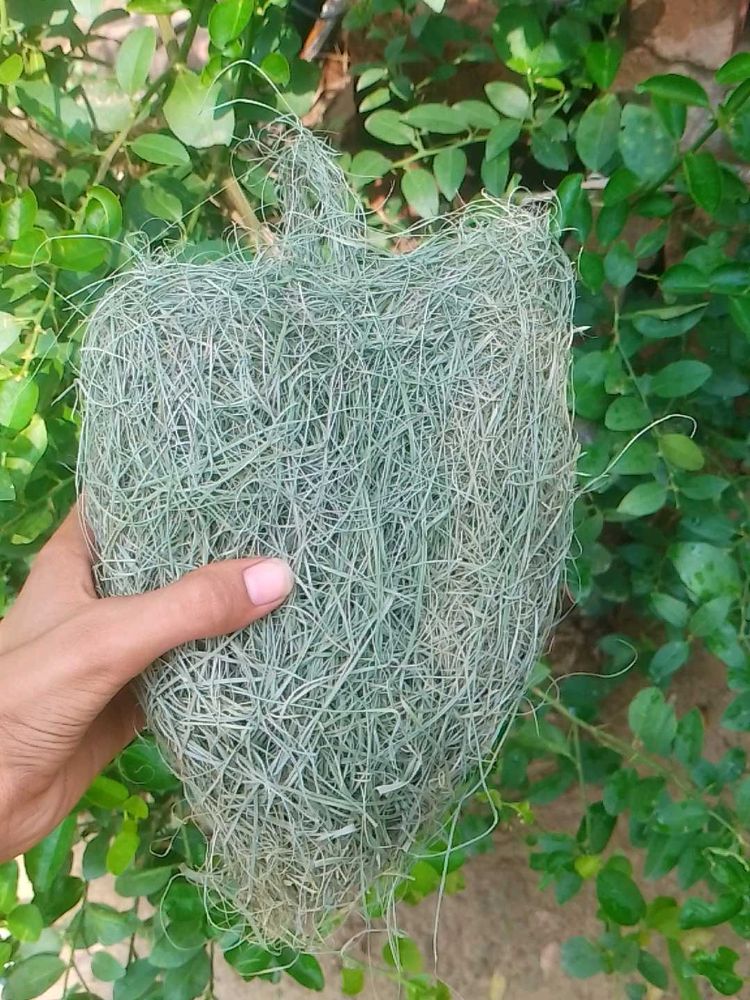 Unique Natural Bird Nest.