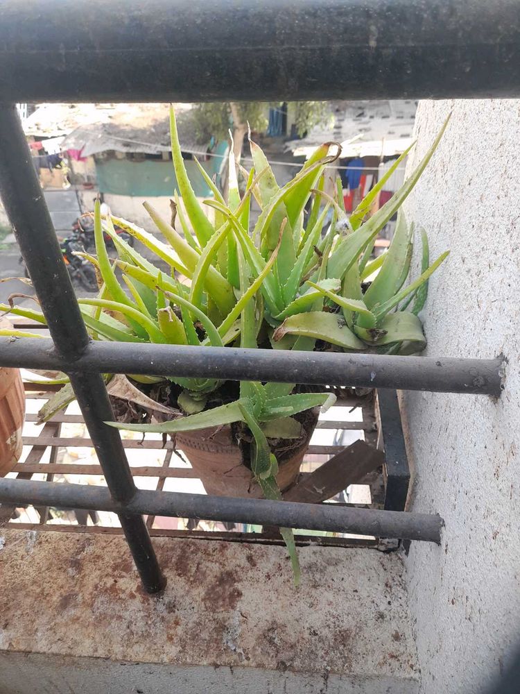Aloe Vera LIVE plant