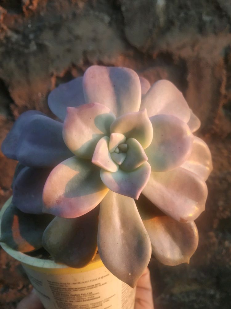 Graptoveria Purple Delight