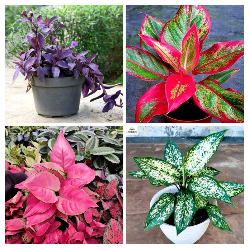 12 Indoor Plant Collection