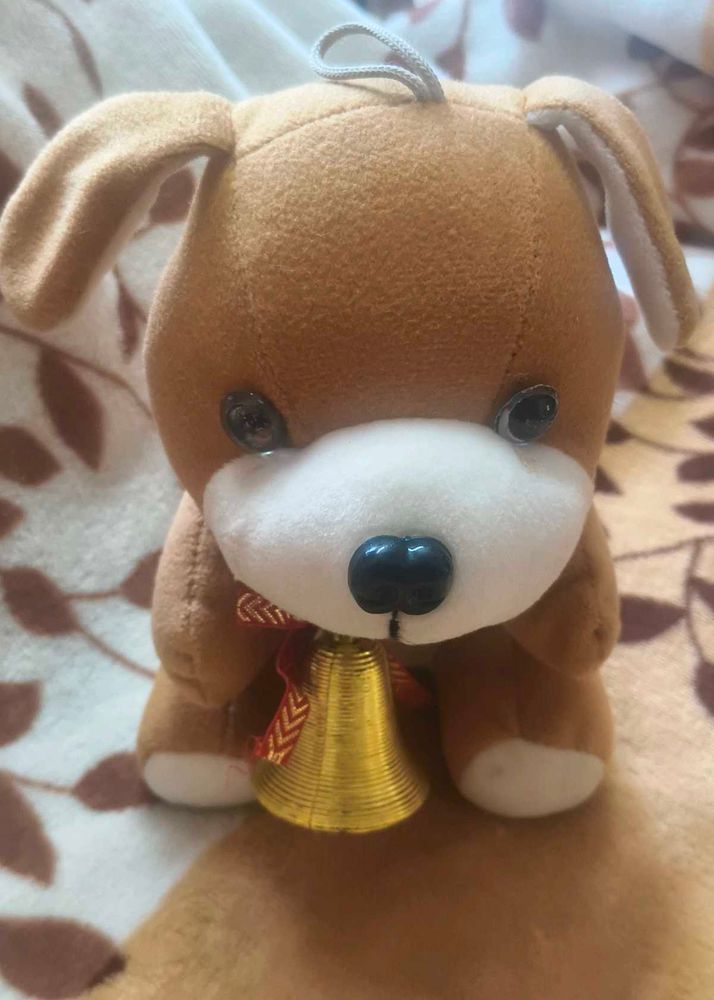 Dog Teddy 🐕