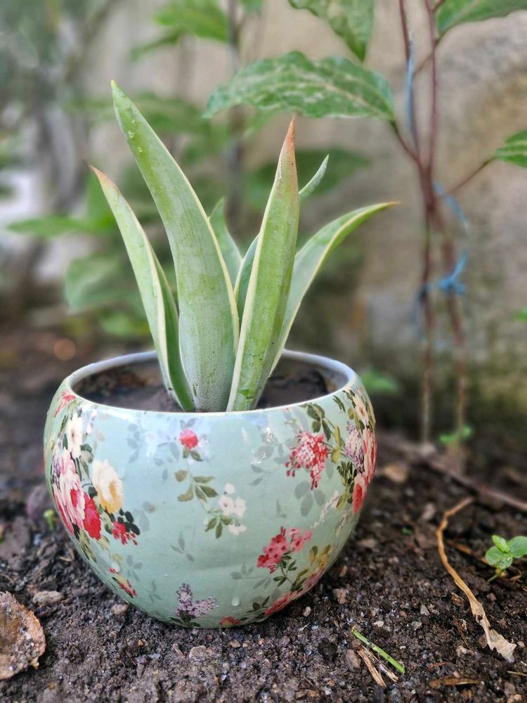 Elegant Floral Succulent in Earthen Pot