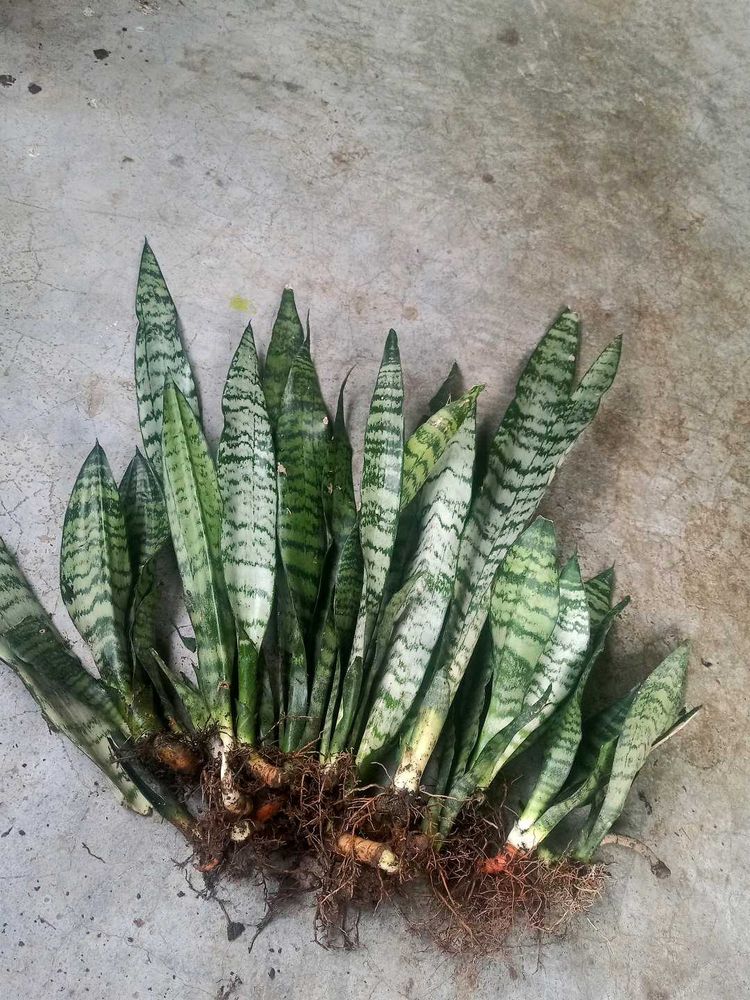 Snake Plants