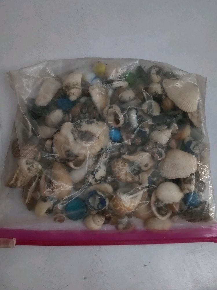 Sea Shells
