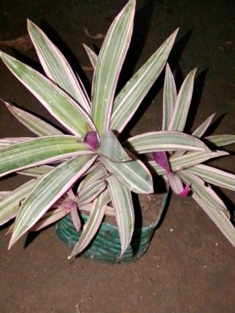boat lily