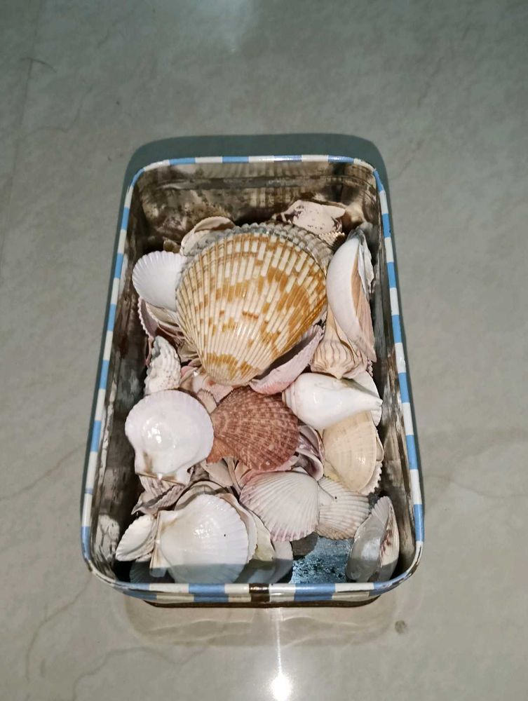Exotic Shell Collections