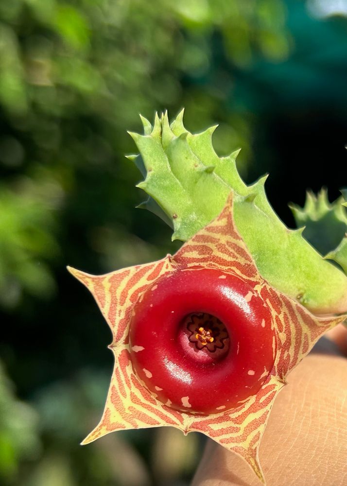 Cactus