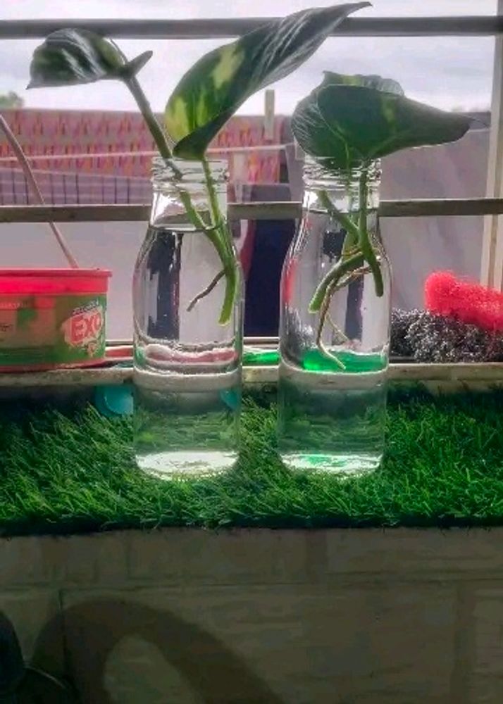 Clear Glass Bottles Pack Of 3 Just At 150