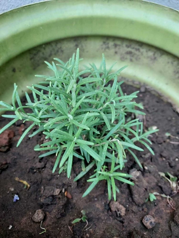 Rosemary Plant